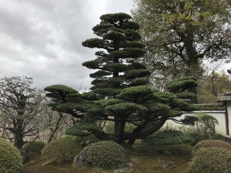 Деревья Японии