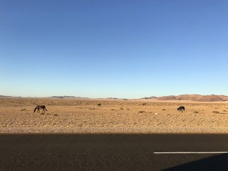 Дикие лошади пустыни Намиб