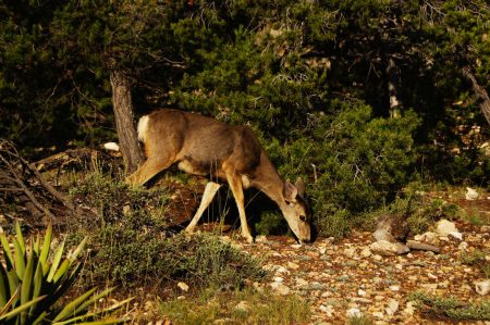 Deer in Grand Canyon national park, USA. 18.09.2011