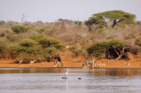 Kruger national park, South Africa. 8.08.2019