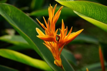 Singapore botanic garden. 24.08.2018