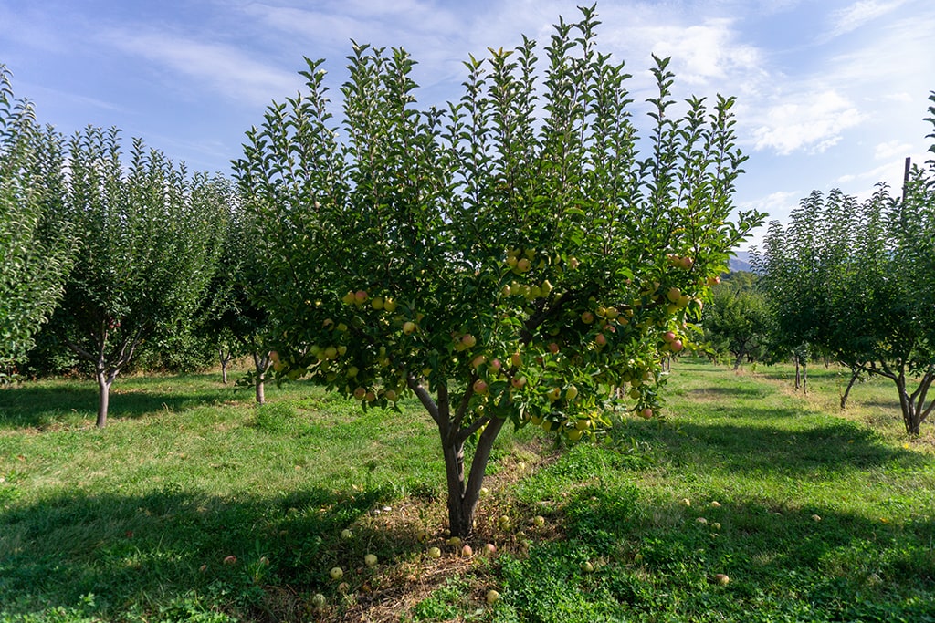 Яблоневый сад, Гохт, Армения