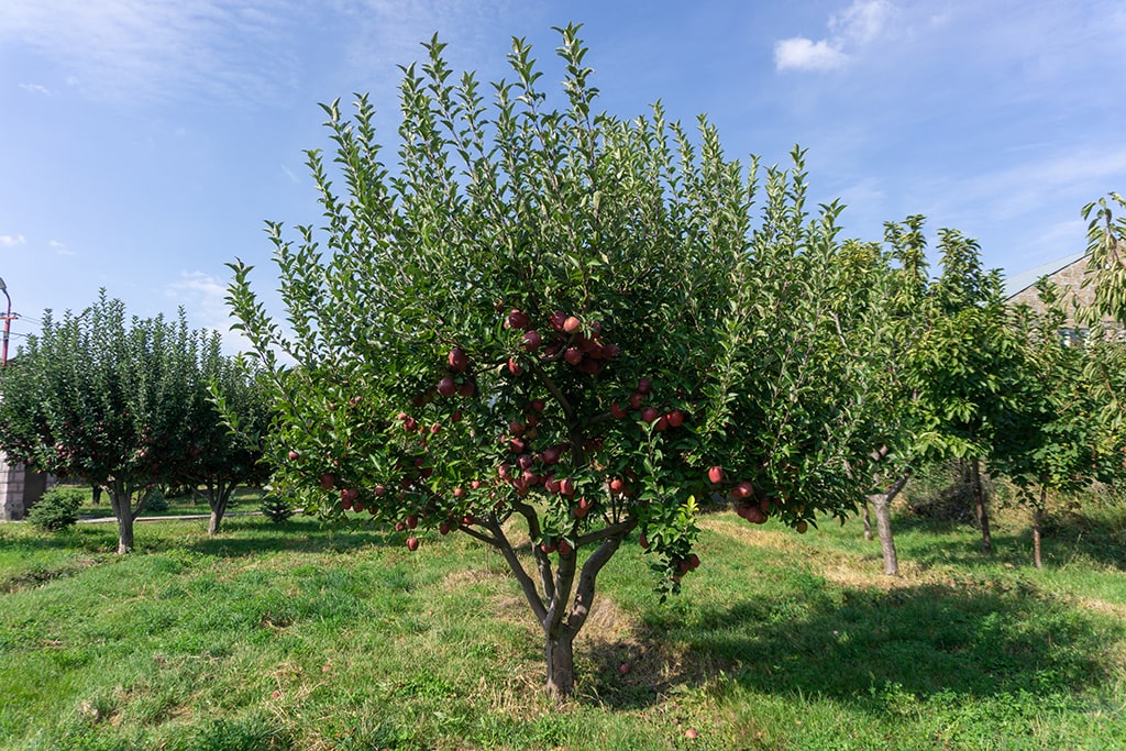 Яблоневый сад, Гохт, Армения