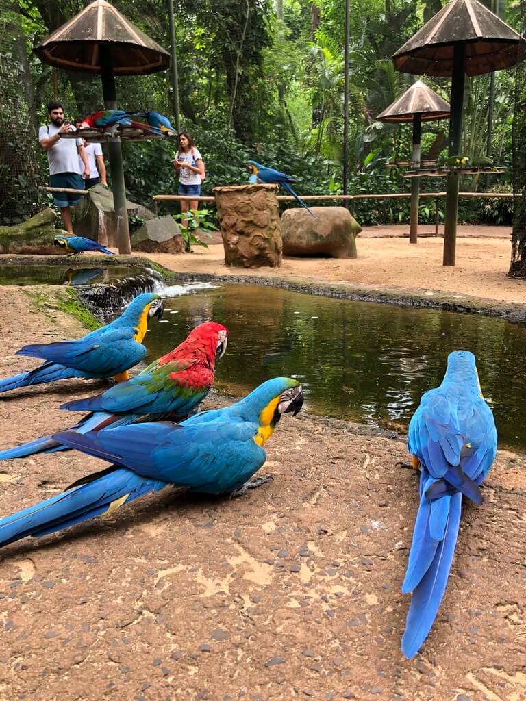 Парк птиц в Фос-ду-Игуасу