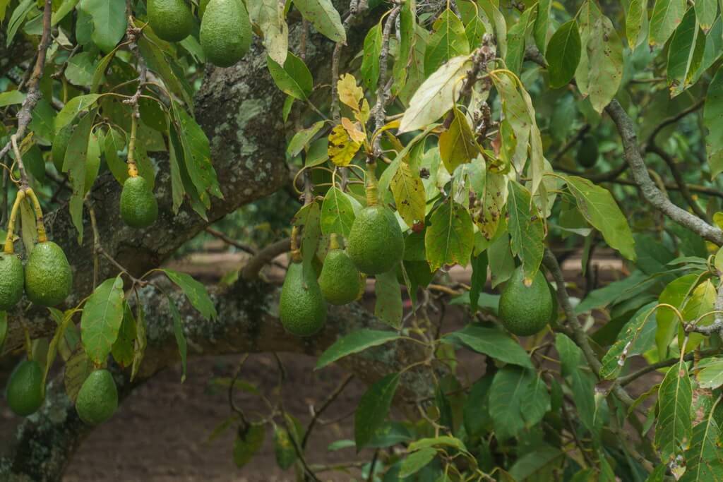 Плоды авокадо на дереве