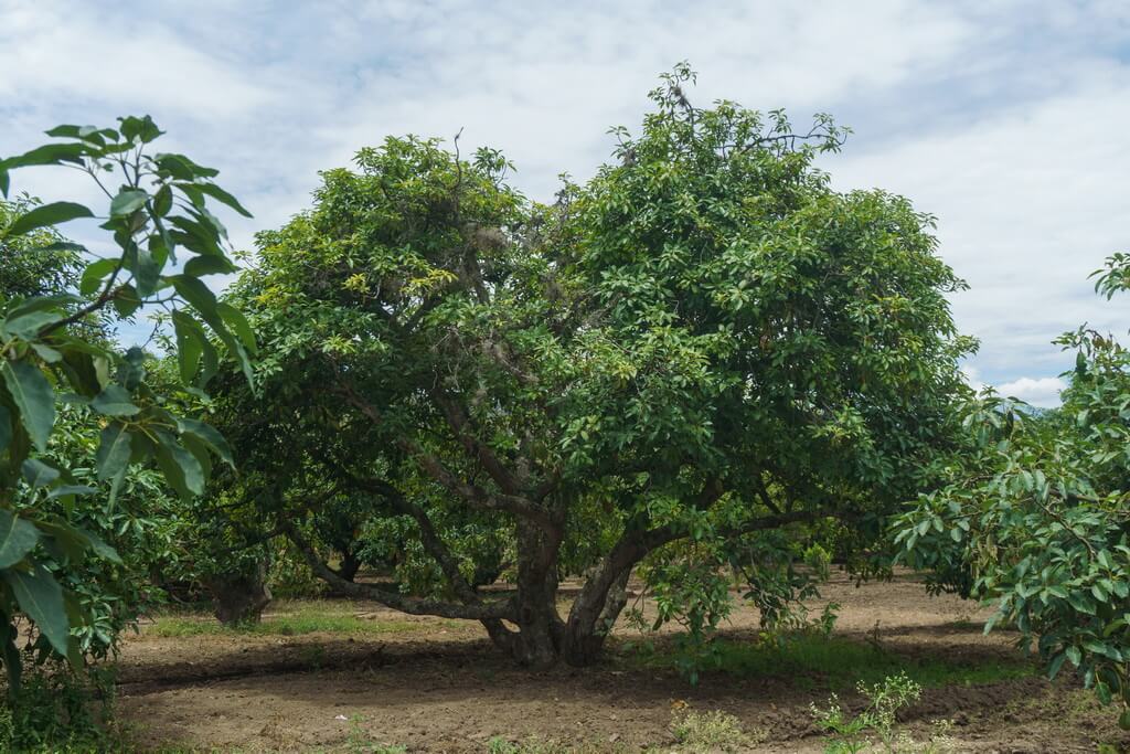 Сад авокадо