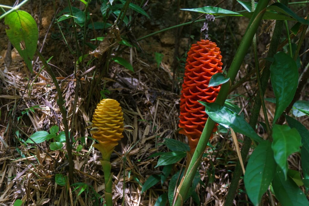 Джунгли Колумбии